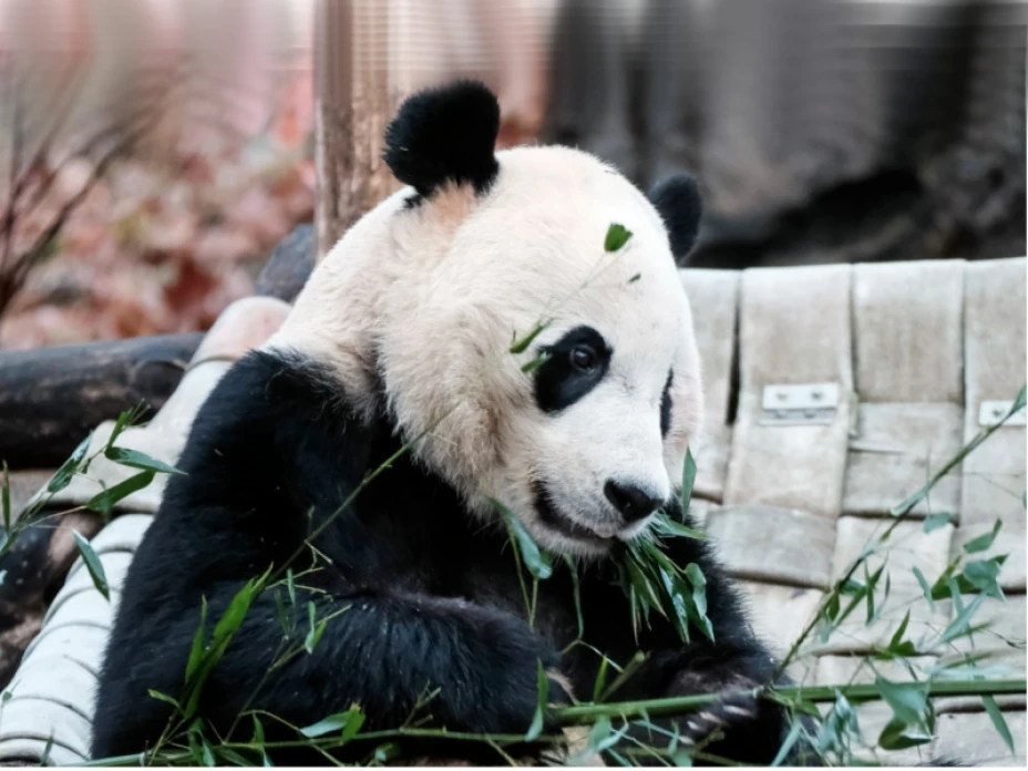 Panda Bei Bei