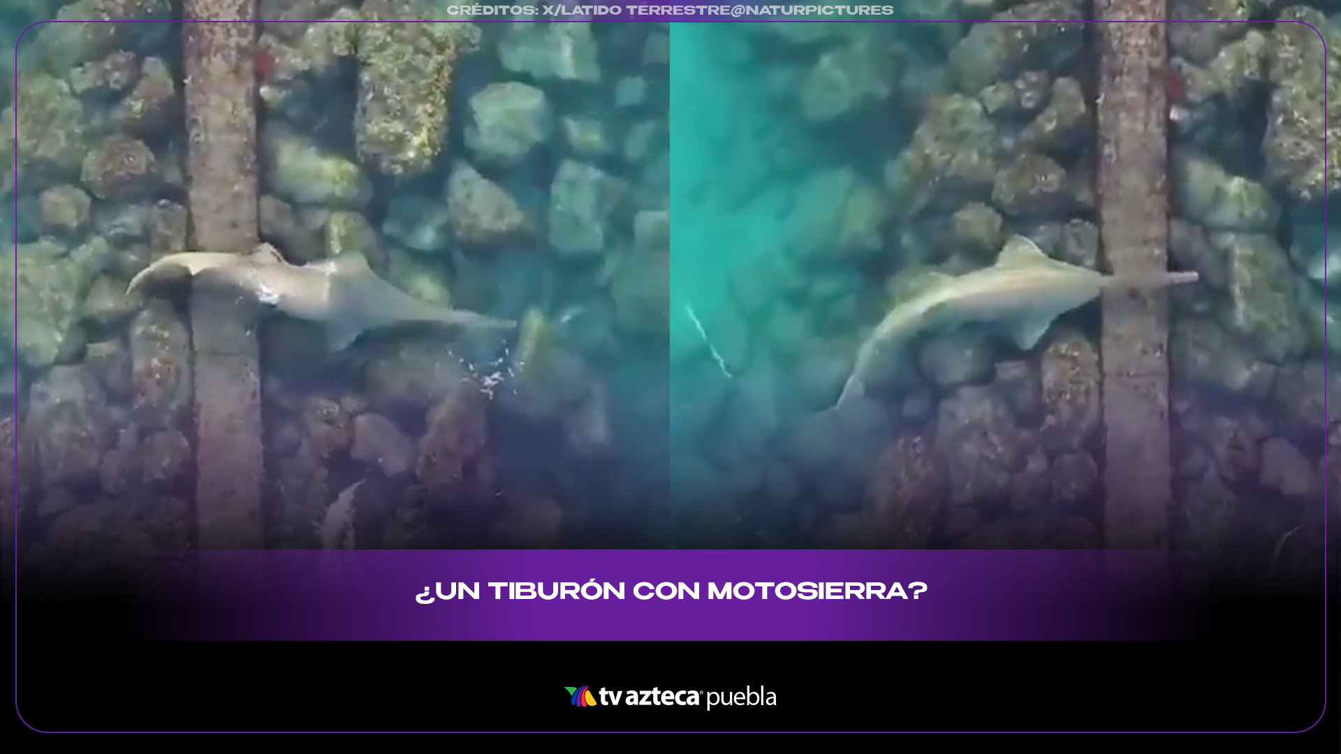 Pez sierra sorprende por su increíble herramienta de caza natural