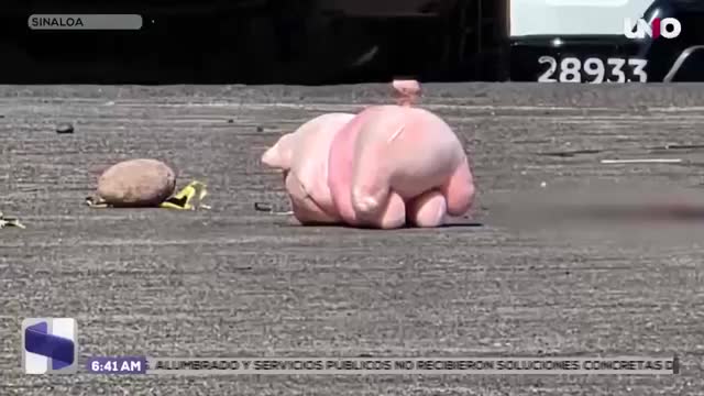 Coloca cerdito de peluche a personas asesinadas en Sinaloa