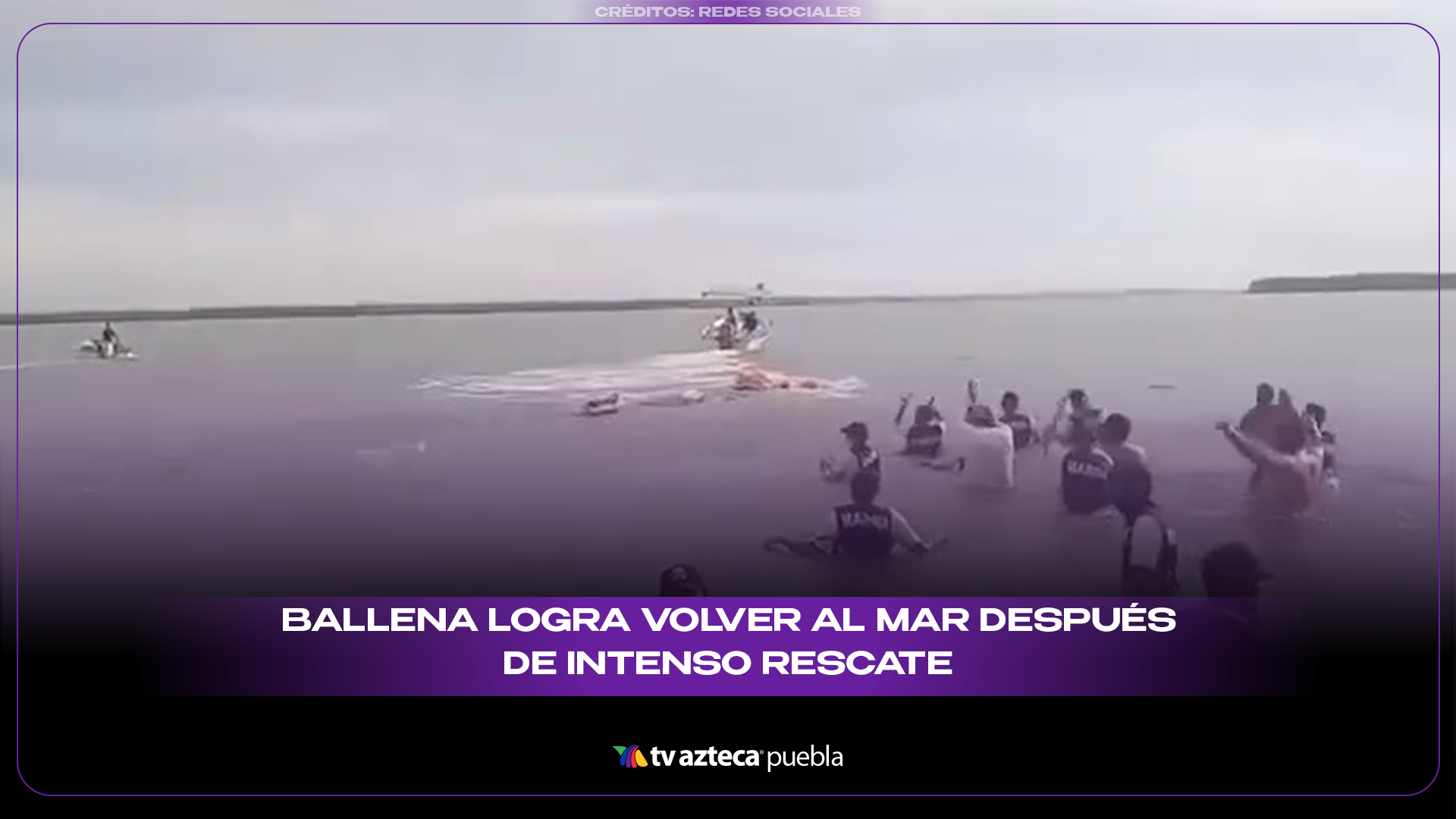 Rescatan a ballena atrapada tras más de 48 horas en Nayarit