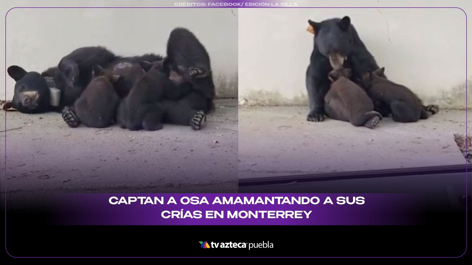 Mamá osa y sus crías sorprenden en zona residencia