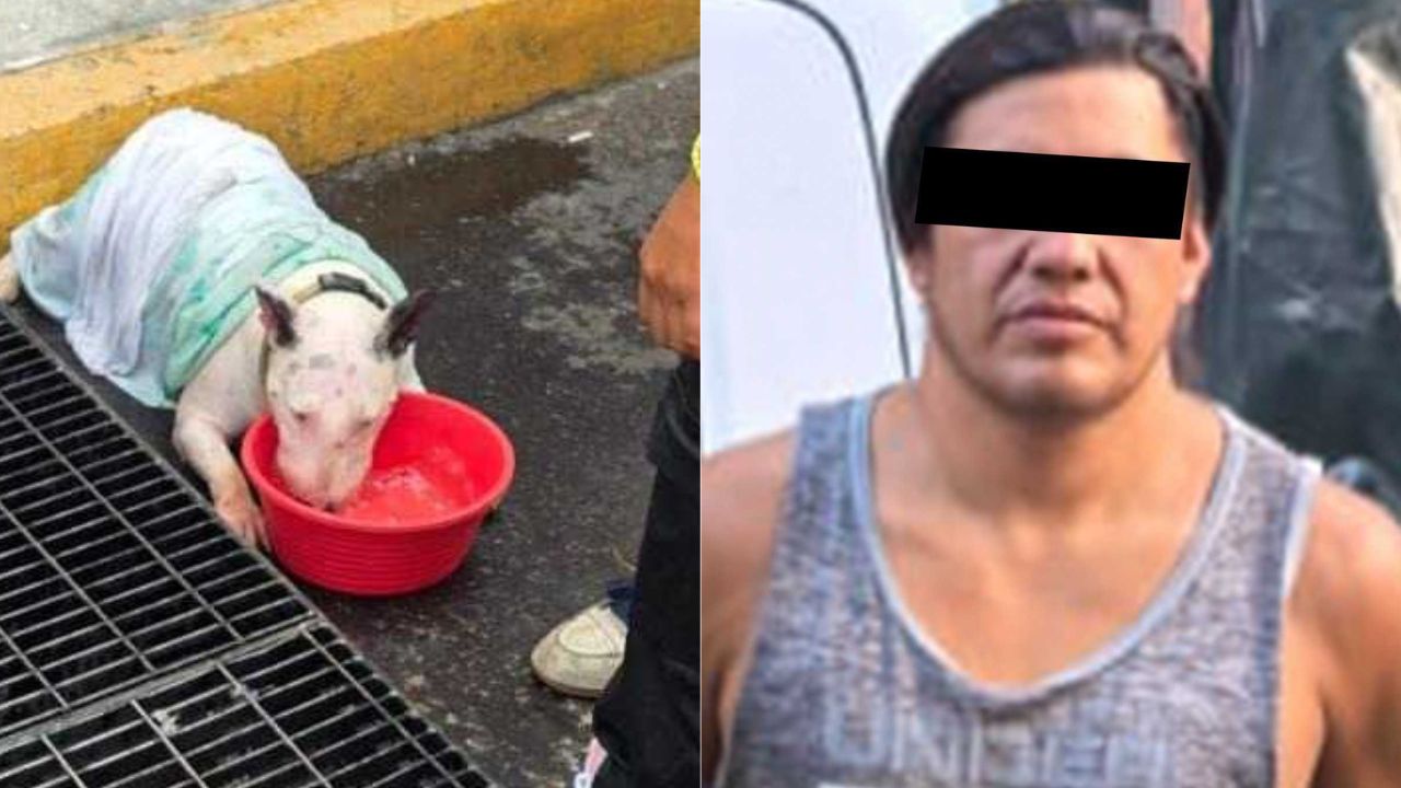 VIDEO SENSIBLE: Hombre deja encerrados a dos perros en camioneta; lo detuvieron tras la muerte de uno