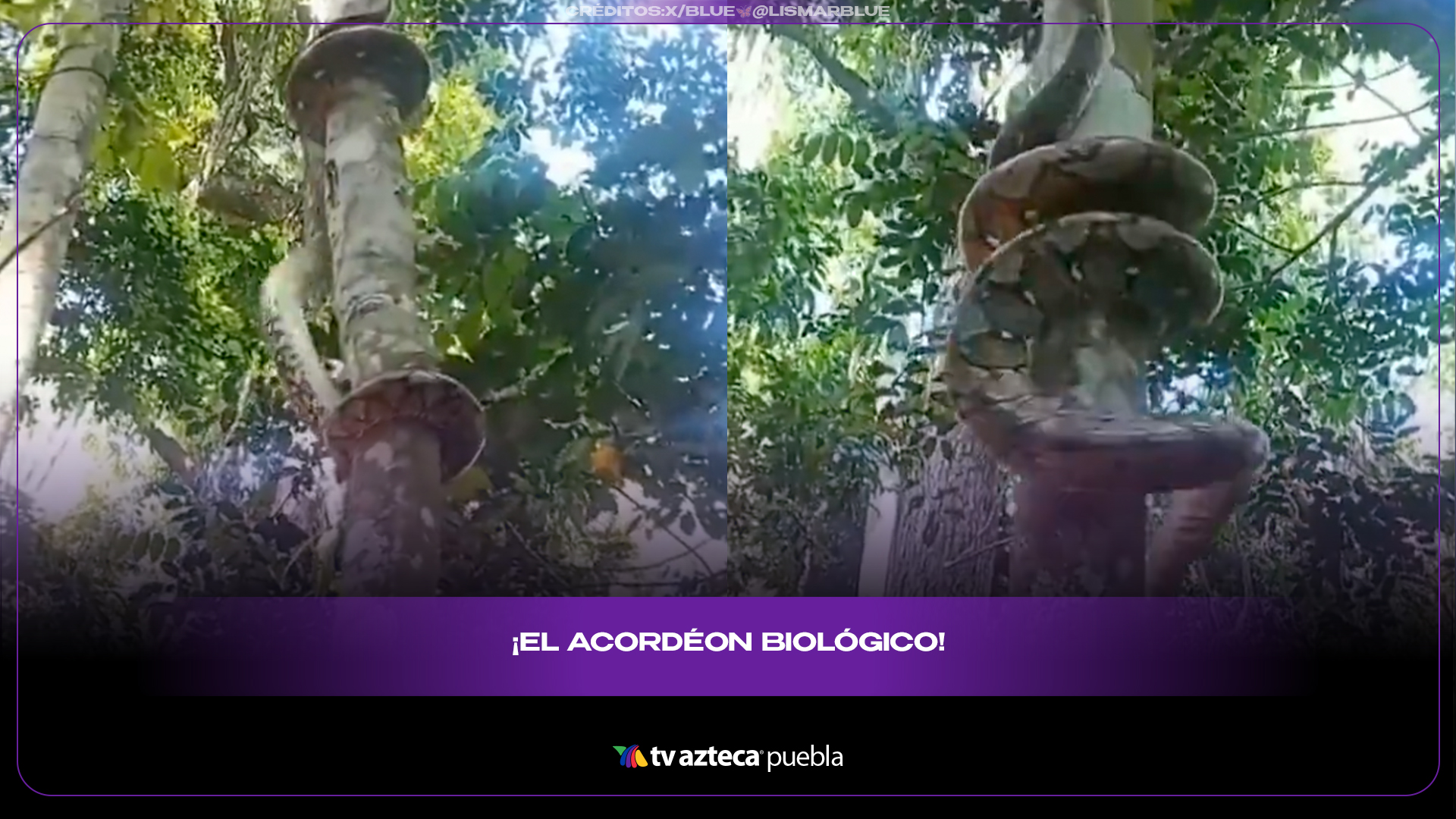 Serpiente desafía la gravedad al trepar un árbol verticalmente
