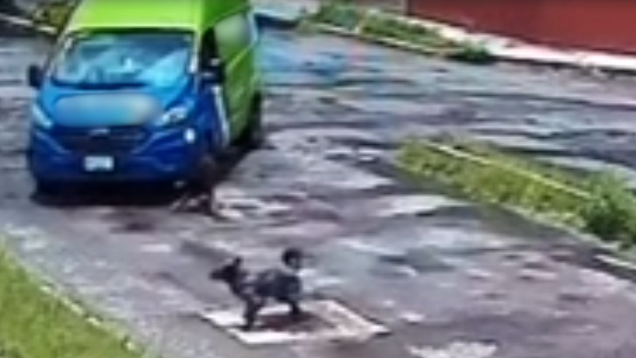 VIDEO: Captan momento en que perro fue atropellado