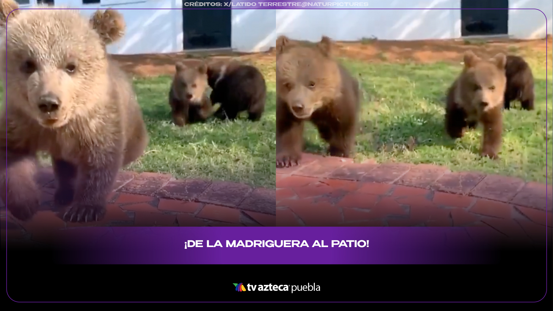 Cachorros de oso jugando enternecen a millones en redes