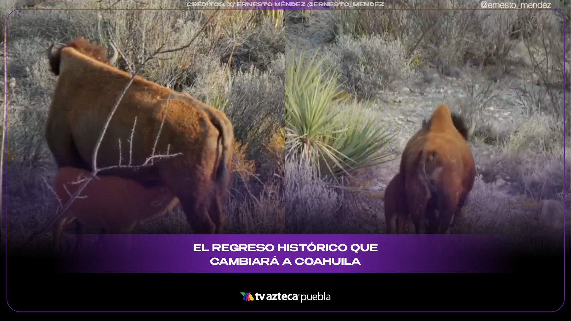 Nacen bisontes en Coahuila y celebran regreso histórico de la especie