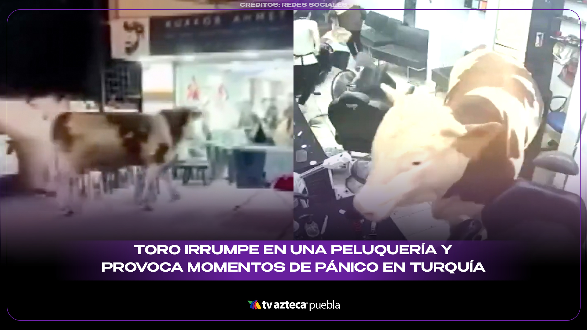 Toro irrumpe en una peluquería y provoca momentos de pánico en Turquía