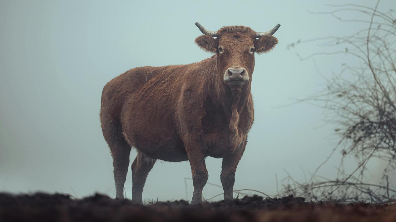 De película: Toro salta de una camioneta en movimiento y desata el caos en Michoacán (VIDEO)