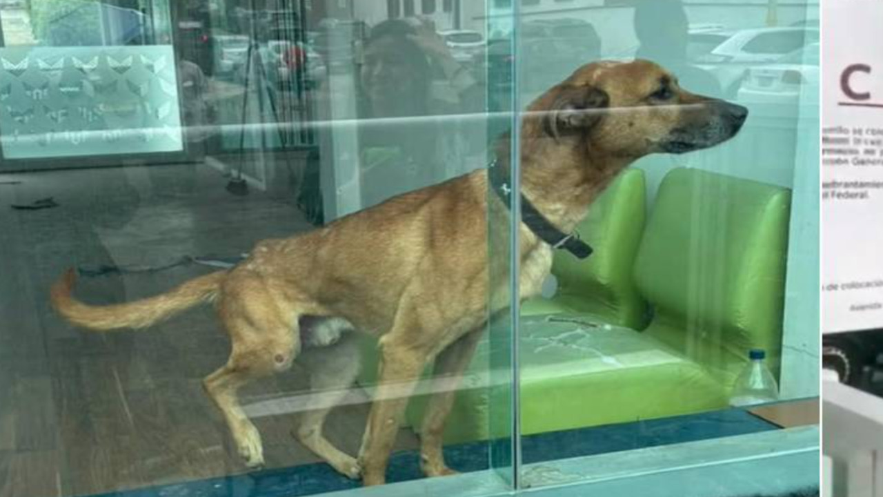Perro pasa 6 meses atrapado en escuela clausurada de Puebla: