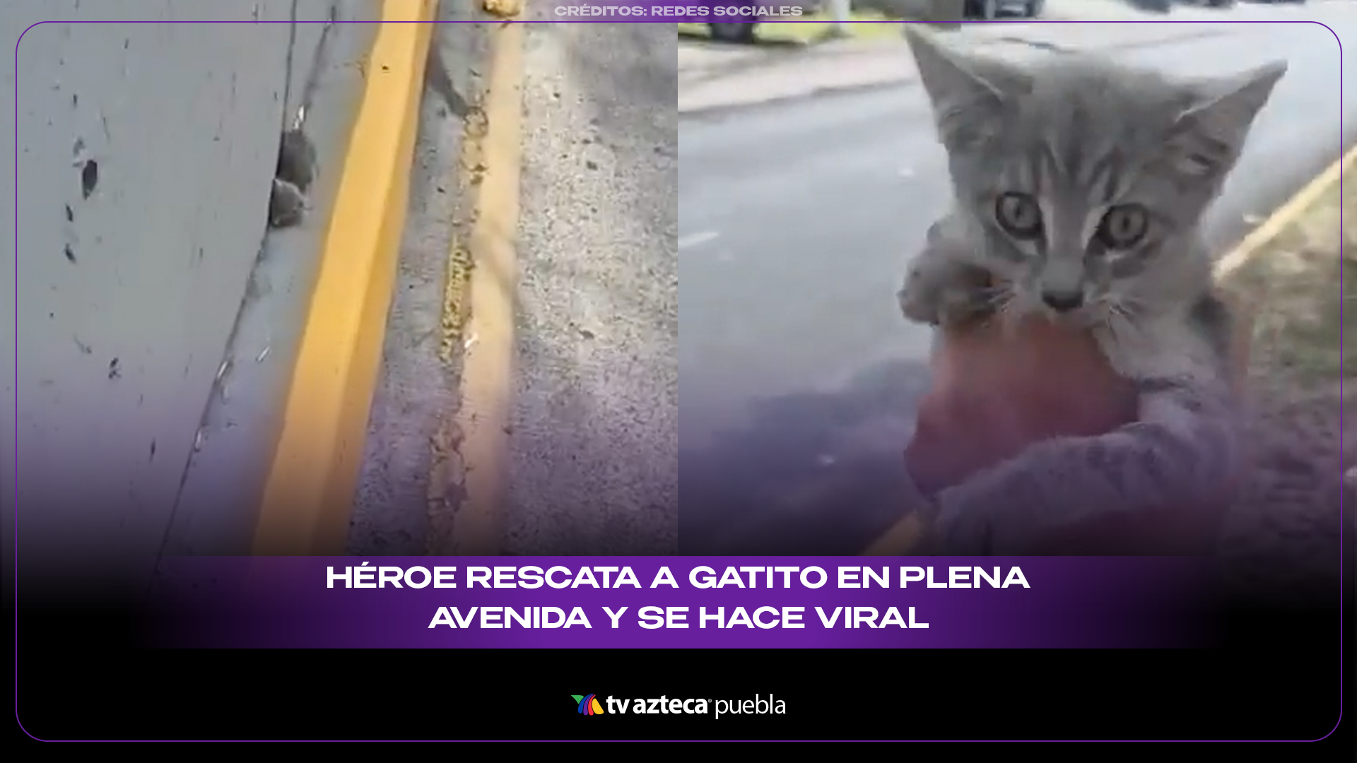 Valiente rescate de un gatito en Guadalajara conmueve a miles en redes