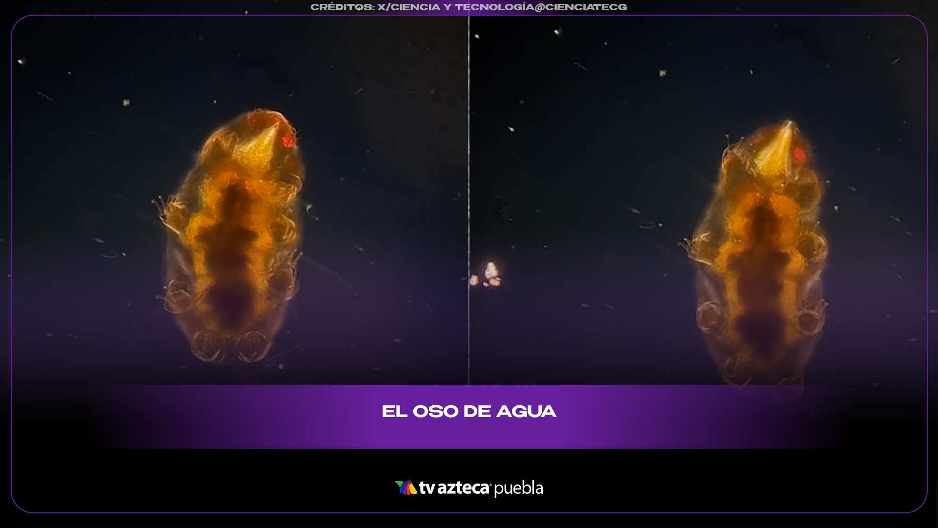El “oso de agua” puede sobrevivir al espacio y sorprende al mundo