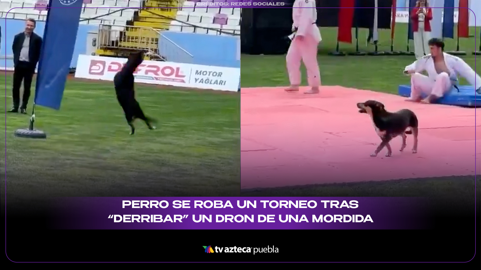 Perro se roba un torneo tras “derribar” un dron de una mordida